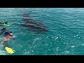 Maldives whale sharks and mantas 15 10 2009