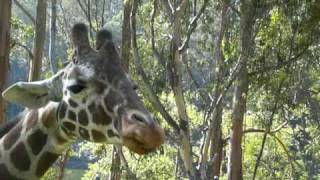 Talking Giraffe screenshot 4