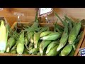 Farmers ask shoppers to stop fully shucking corn before buying