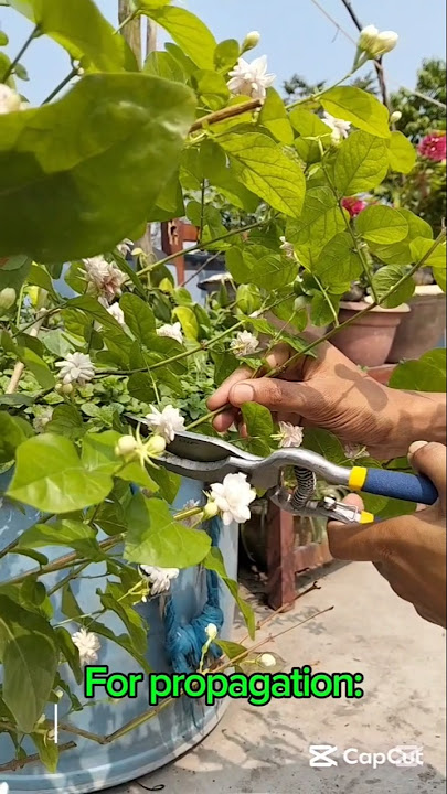 Perawatan tanaman melati Arab | Perbanyakan melati Arab | Bunga melati Arab #shorts #blackpink