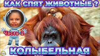 Как Ещё Спят Животные? - Колыбельная (Музыка Для Сна Малышей) Часть 2