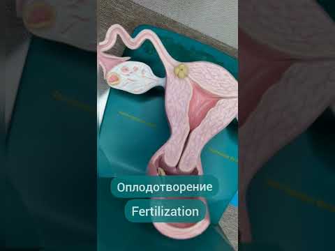 Оплодотворение #shorts #гинеколог #беременность #зачатие