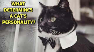 How Do Cats Get Their Personality?