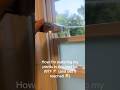 One sec honey just showering my plants #shorts #shortsfeed #youtubeshorts #heatwave #comedy #funny