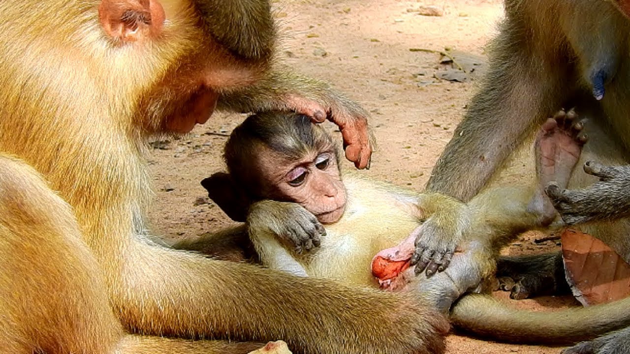 Oooh Pity Smallest Baby Dakota, Poor Adorable Baby Monkey Dakota!