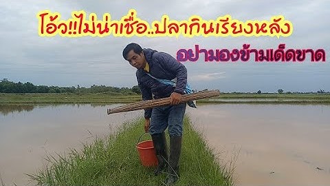 โอ้ว..!!ติดกันเรียงหลัง หมายแบบนี้อย่ามองข้ามเด็ดขาดปลากินดีจัด คราวหน้าต้องมาอีก