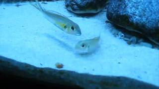 Download Lagu Puesta de Callochromis pleurospilus Kigoma Download Lagu Puesta de Callochromis pleurospilus Kigoma