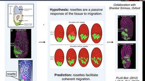 Ruth Baker (University of Oxford) - 17th May 2022