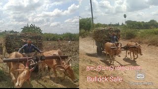 Bullockcart heavy sugarcane loading | bullockcart framing work | நாட்டு மாடு வளர்ப்பு | ஜல்லிக்கட்டு