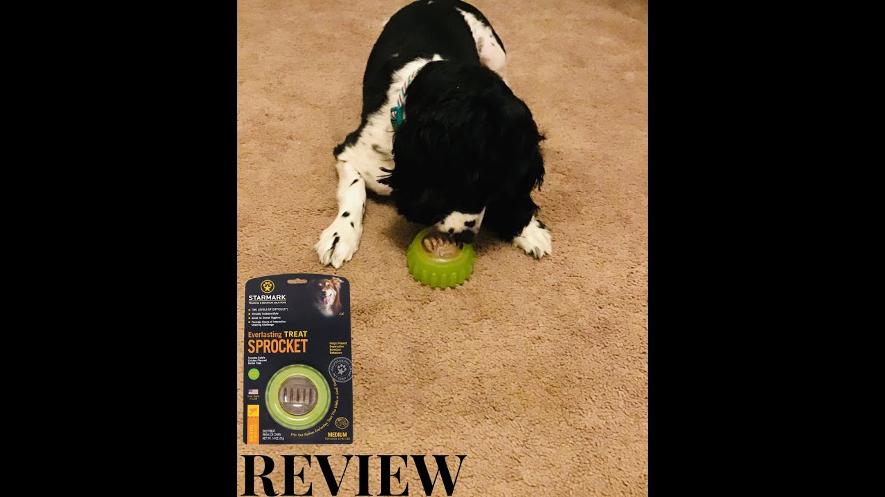 PRINCESS (DOG) REVIEW ON STARMARK EVERLASTING TREAT SPROCKET YouTube