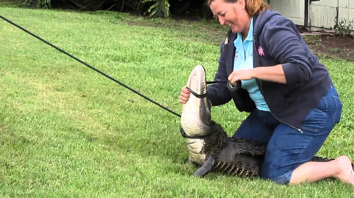 Alligator trapping