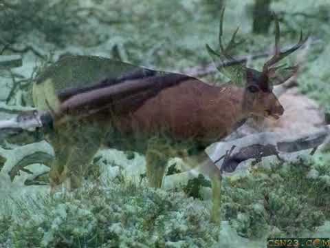 maria butaciu povestea puiului de cerb maria butaciu povestea puiului de cerb