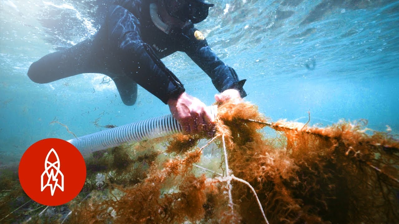 Farming Under the Sea for Japan’s Rare Delicacy