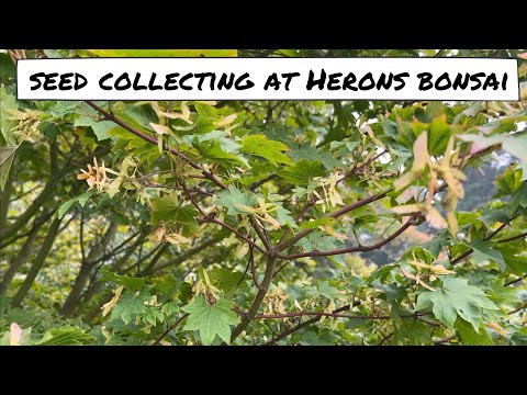 Seed Collecting at Herons