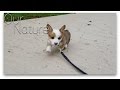 The Best of Corgis Compilation 2017
