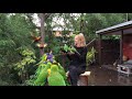 Rainbow Lorikeet 🌈🐤  Feeding