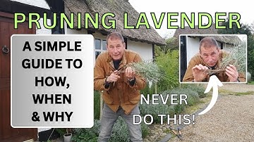 How to Prune Lavender, When to Prune Lavender and Why Prune Lavender.