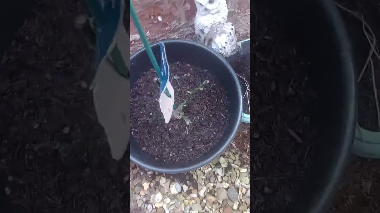 For Richard, show of his mum's onion sets then a garden tour #knowyouronions #onionsets #gardentour 