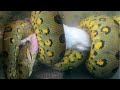 MY HUGE ANACONDA EATS A RABBIT UNDERWATER!! AT MY REPTILE ZOO!! | BRIAN BARCZYK