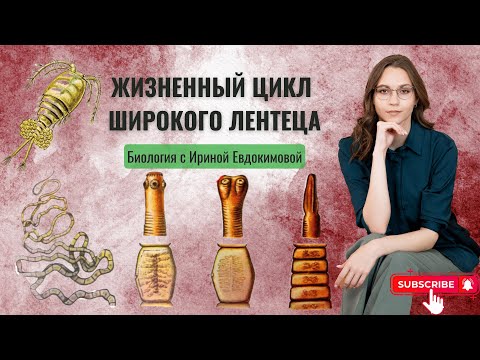 Жизненный цикл широкого лентеца