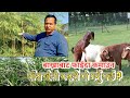 बाख्रा पालनका लागि घास खेती || grass farming || Grass for goat in  Nepal Sk Media