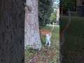 #beagle squirrel's watch out😜