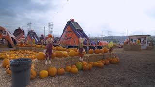 4K FREE STOCK FOOTAGE - Pumpkin Patch Wide Shot