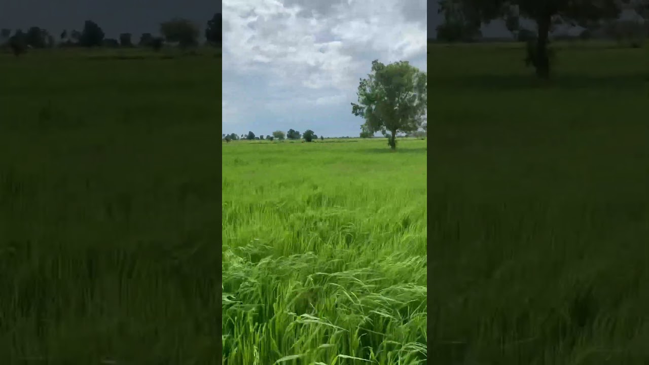 Rice field in Cambodia🇰🇭