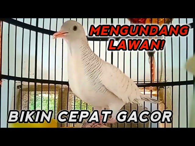 Perkutut putih gacor suara besar cocok untuk pancingan, Bikin lawan cepat bunyi. class=