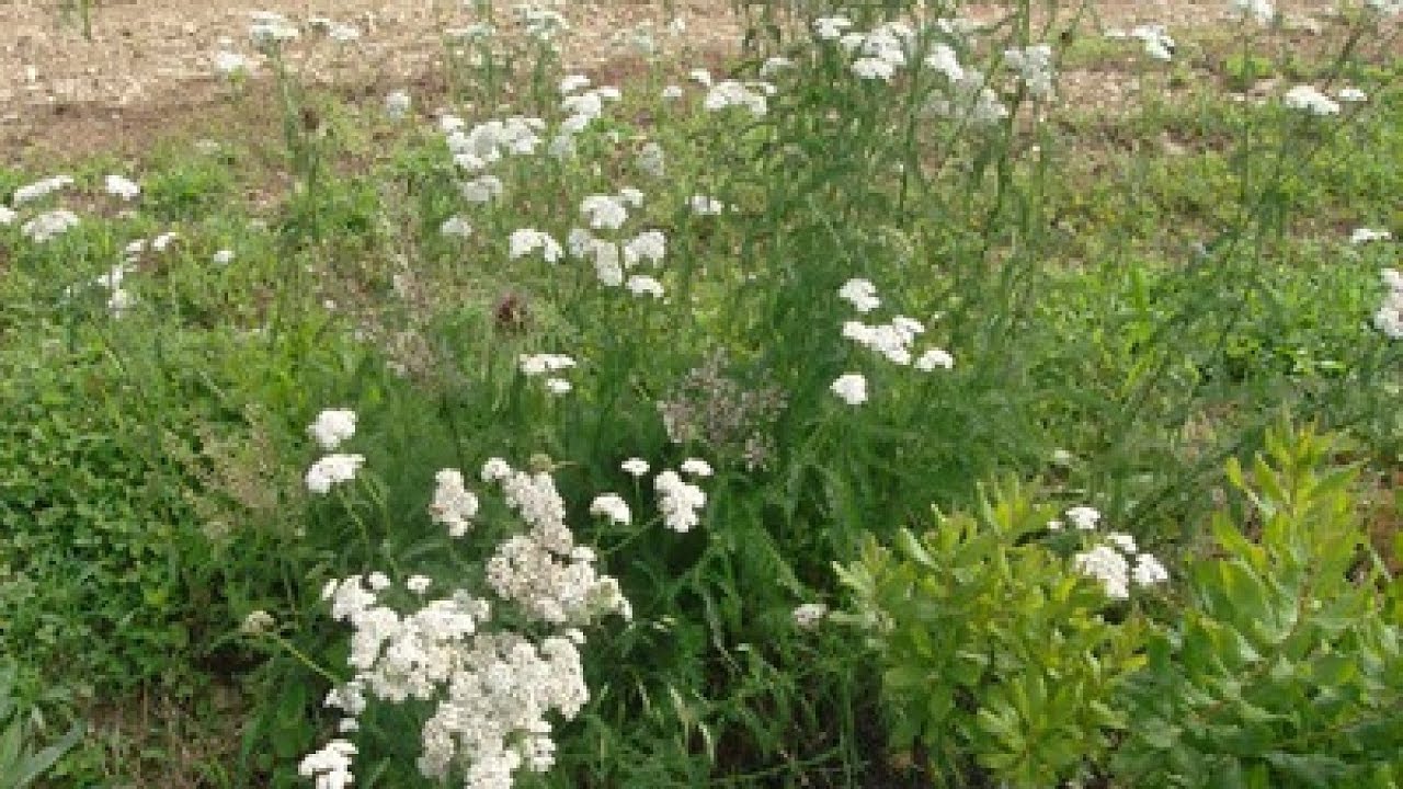 Как сделать настойку тысячелистника: несварение желудка, спазмы ~ натуральный спазмолитик