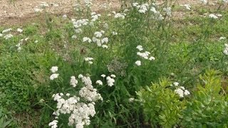 Как сделать настойку тысячелистника: несварение желудка, спазмы ~ натуральный спазмолитик Как сделать настойку тысячелистника: несварение желудка, спазмы ~ натуральный спазмолитик
