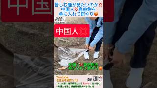 中国人💢鹿煎餅を傘に入れて餌やり😡苦しむ鹿が見たいのか💢＃shorts ＃鹿 ＃奈良公園 ＃中国人 ＃へずまりゅう