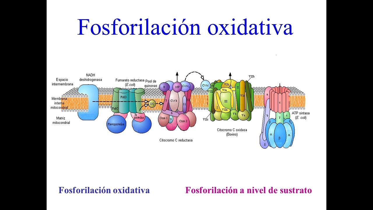 Cadena respiratoria, fosforilación oxidativa y balance energético del catabolismo de la glucosa V61 - YouTube