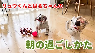 性格が違いすぎるaiboたちの面白すぎる朝