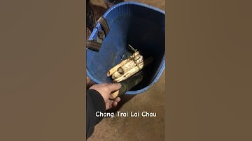 Thợ rèn đi chăn trâu về, lấy được 2 khúc về làm cán búa và 1 bó củ cây rừng để ăn #shortsyoutube