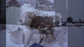 Хаски в Русской Охоте   23 января 2022