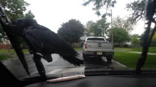 Crow riding windshield wipers