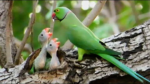 A Parrot Feeding It's Two Little Babies | Baby Parrots | Parrot Nest