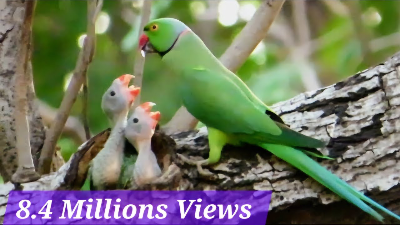 A Parrot Feeding It's Two Little Babies | Baby Parrots in Nest | Parrot Nest