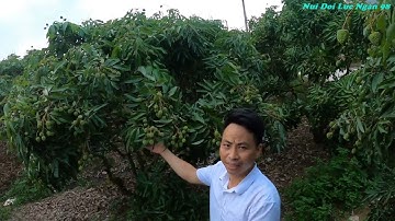 Vải Thanh Hà Đã Đỏ Mép I Vải Thiều Lục Ngạn I Nui Doi Luc Ngan 98