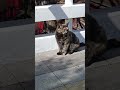 Оцените её окрас!!