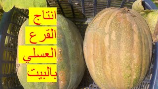 ازرع القرع العسلي بهذه الطريقة للحصول علي انتاج وفير من الثمار !!