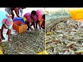 Panen udang / Udang Vannamei (Shrimp Harvest)