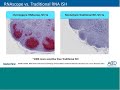 Rna in situ hybridization  the next generation of immunohistochemistry  20180619