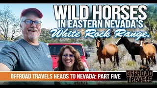 Looking for wild horses in Eastern Nevada’s White Rock Range   A Vegas Rental Jeep trip