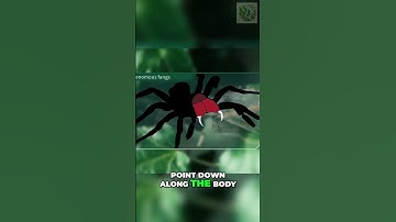 Sydney Funnel-Web: The World