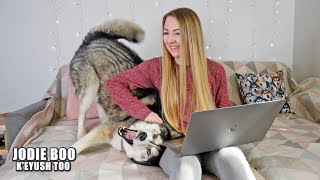 My HUSKY is Really A MALAMUTE? The Differences Between Them!