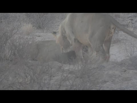 Lions Hunt a Brown Hyena || ViralHog