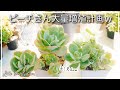 【多肉植物】葉挿し&胴切り❣️ピーチプリデを大量増殖していますw【ガーデニング】