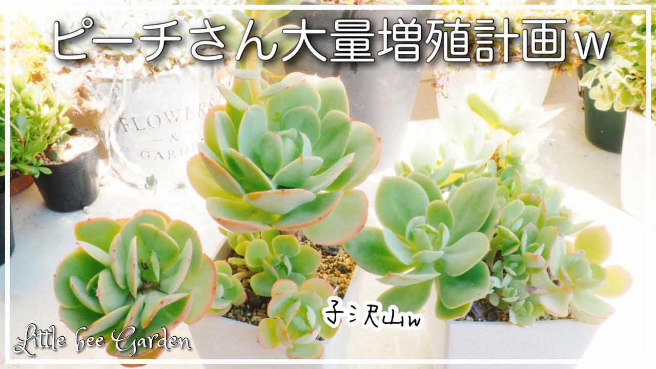 多肉植物【ピーチプリデ】2苗セット 抜き苗 【多肉植物】葉挿し
